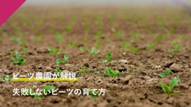 失敗しないビーツの育て方