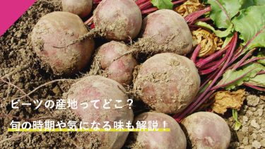ビーツの産地ってどこ？旬の時期や気になる味も解説！